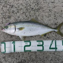 初ブリならず（涙）