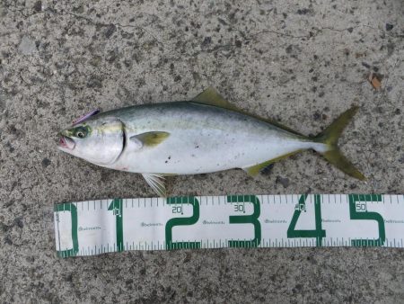 初ブリならず（涙）