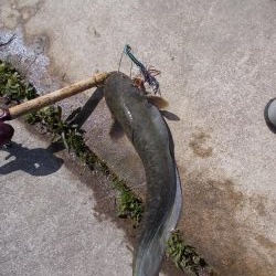 某川でナマズ２本