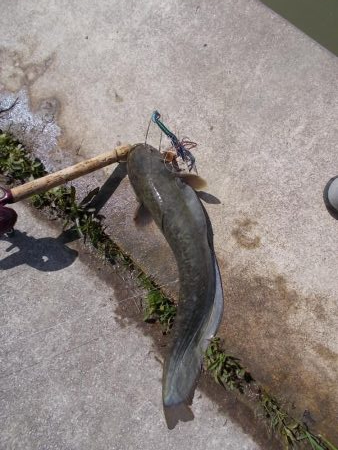 某川でナマズ２本