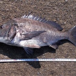 紀ノ川　落とし込みで真チヌ４５ｃｍ✖１枚