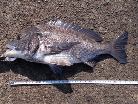 紀ノ川　落とし込みで真チヌ４５ｃｍ…