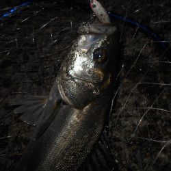 5/4バチパターン調査