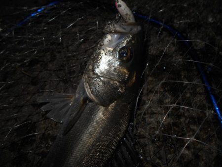 5/4バチパターン調査