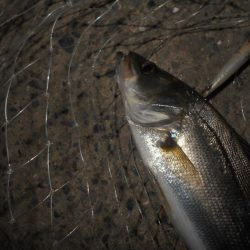 5/6バチパターン調査