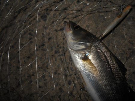 5/6バチパターン調査