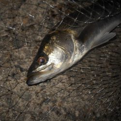 5/8バチパターン調査