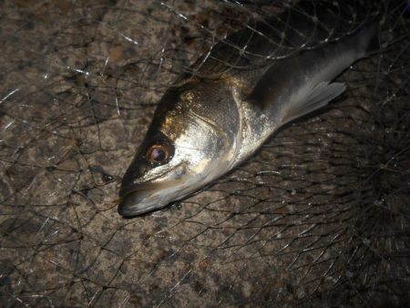 5/8バチパターン調査