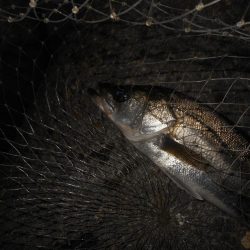 5/10バチパターン調査