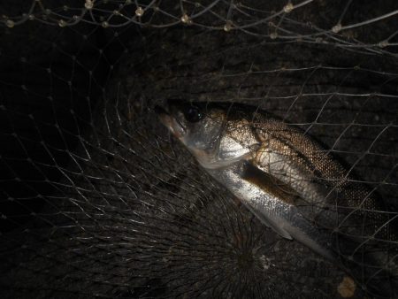 5/10バチパターン調査