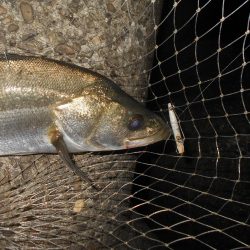 5/11バチパターン調査(淀川シーバス釣行)