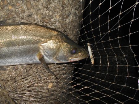 5/11バチパターン調査(淀川シーバス釣行)