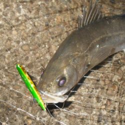 5/13バチパターン調査