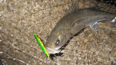 5/13バチパターン調査