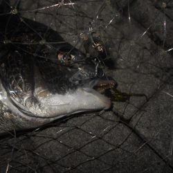 チヌの方が活性高め