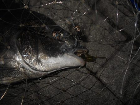 チヌの方が活性高め