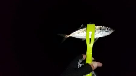 昨日がボウズだったので今日もボウズかな～っ…