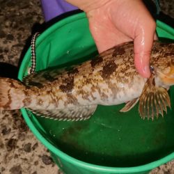 夜釣りでアイナメ