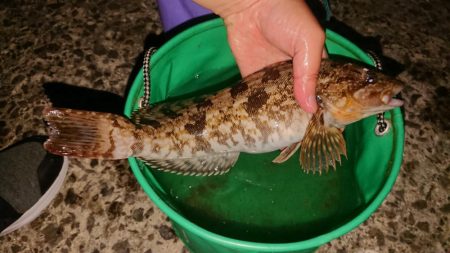 夜釣りでアイナメ