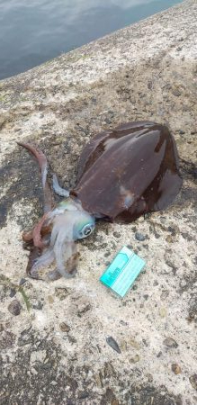 キロインパクト!