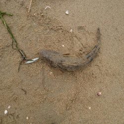 サーフでマゴチ