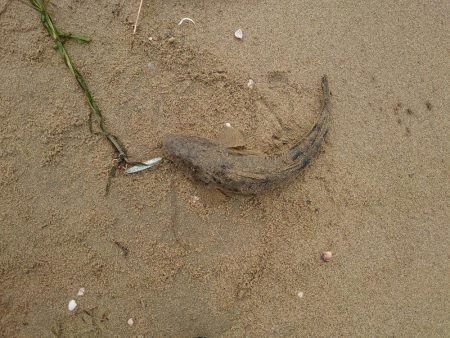 サーフでマゴチ