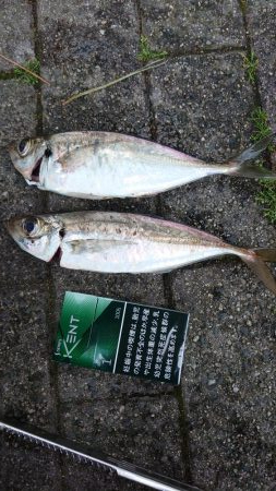 丸々としたいいアジがやっと釣れました。(^…