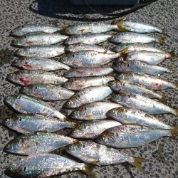 ﾌｧﾐﾘｰﾌｨｯｼﾝｸﾞ