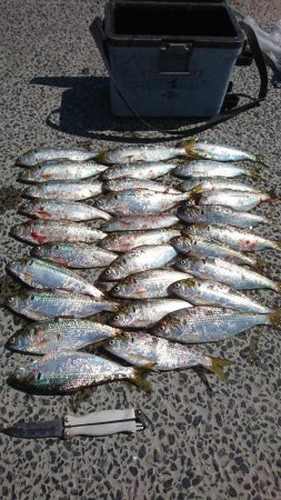 ﾌｧﾐﾘｰﾌｨｯｼﾝｸﾞ