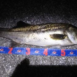 バチ抜けシーバス