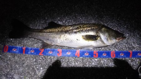 バチ抜けシーバス