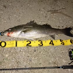 シーバス釣れるルアー投入