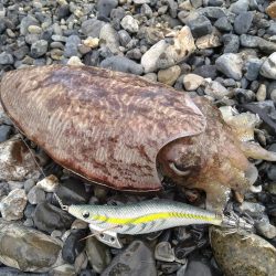 サーフでイカとシーバス