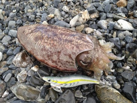 サーフでイカとシーバス