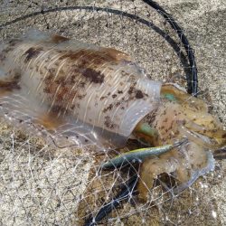 4年ぶりの春アオリ