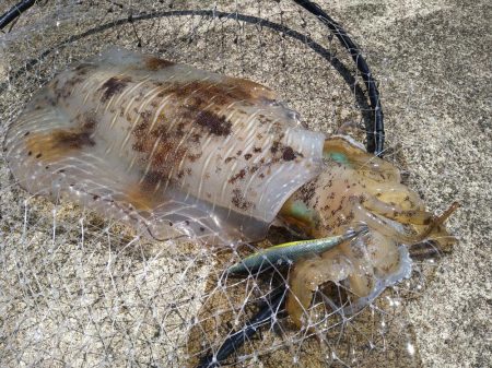 4年ぶりの春アオリ