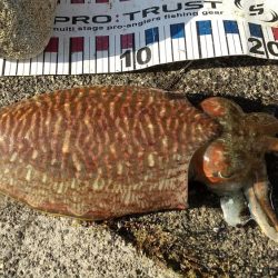 コウイカいた‼️