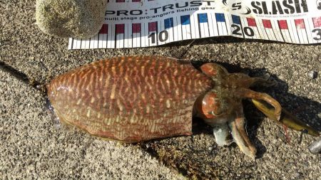 コウイカいた‼️…