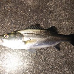 メバルプラッギング