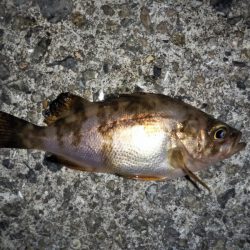 大きなメバルはどこへ？ part.Ⅵ