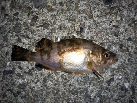 大きなメバルはどこへ？ part.Ⅵ