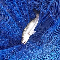 またまたメバリング