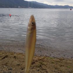 シロギスちょい投げ