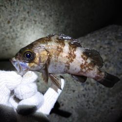 またまたメバリング