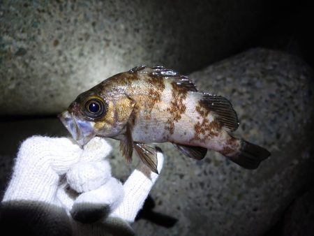 またまたメバリング