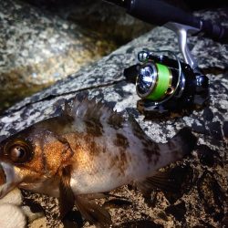 雨上がりのメバリング