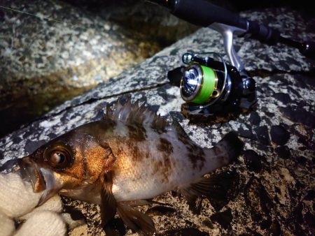 雨上がりのメバリング