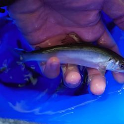 子鮎釣り