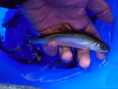 子鮎釣り