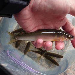 雨後の小鮎釣り